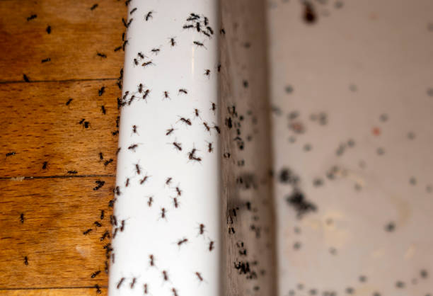 Best Ant Control Services  in Marist College, NY